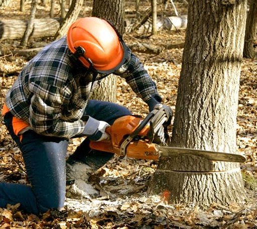 Tree Removal in Aurora, ME